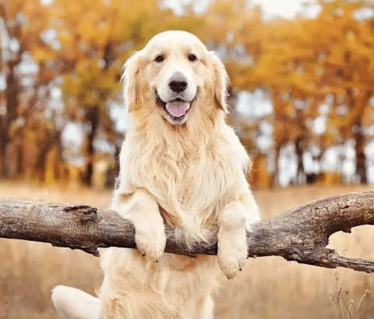 parasite treatment for dogs