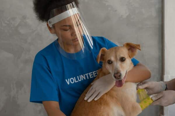 dog flea treatment