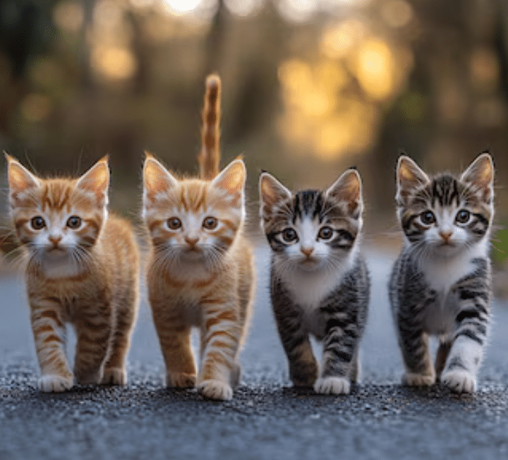 Petway Tear Stain Remover 250ml natural tear stain solution for pets