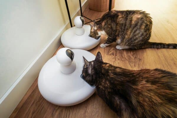 Pets Food