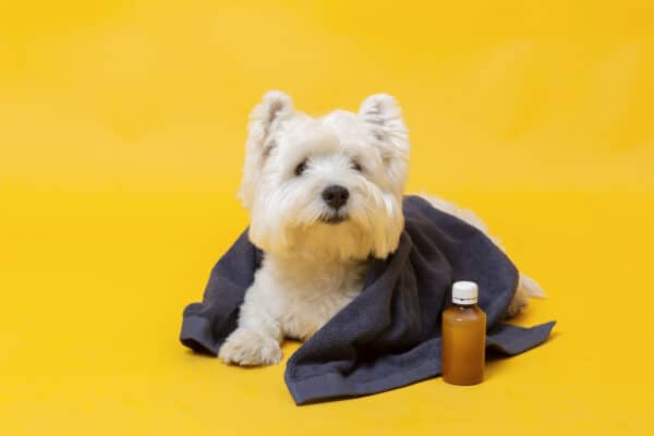 pet grooming products 