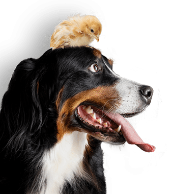 Best food for pets joint health