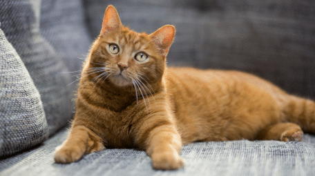 Healthy and active Australian cat after nutritious diet
