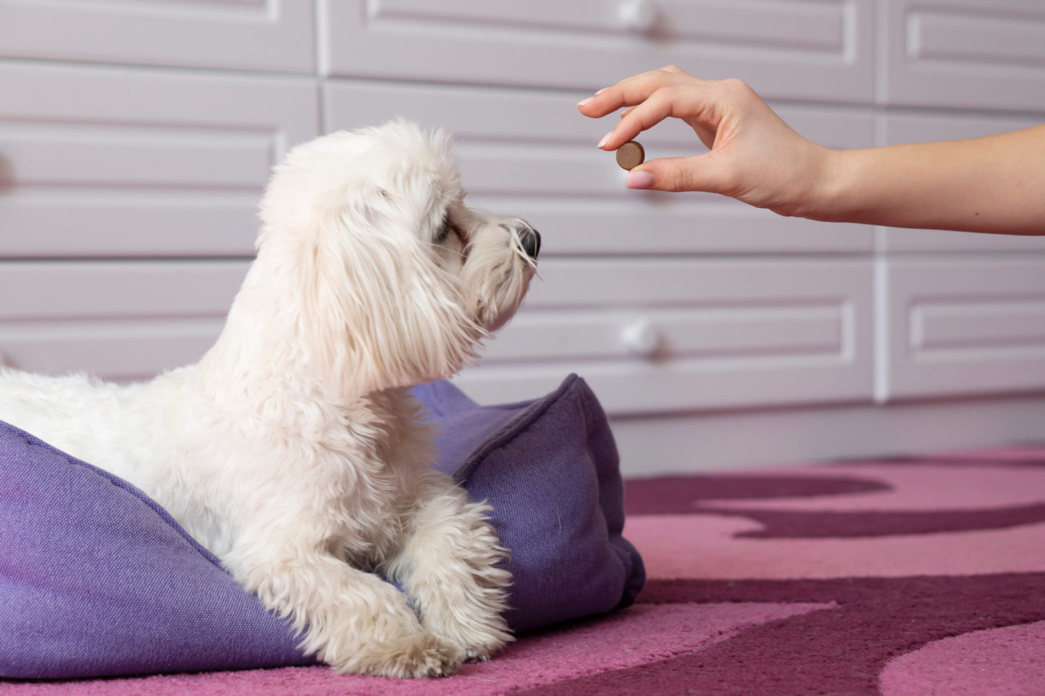 How Often Does My Dog Need Flea, Tick and Worm Treatment?