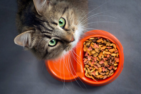 How to Choose the Right Cat Food