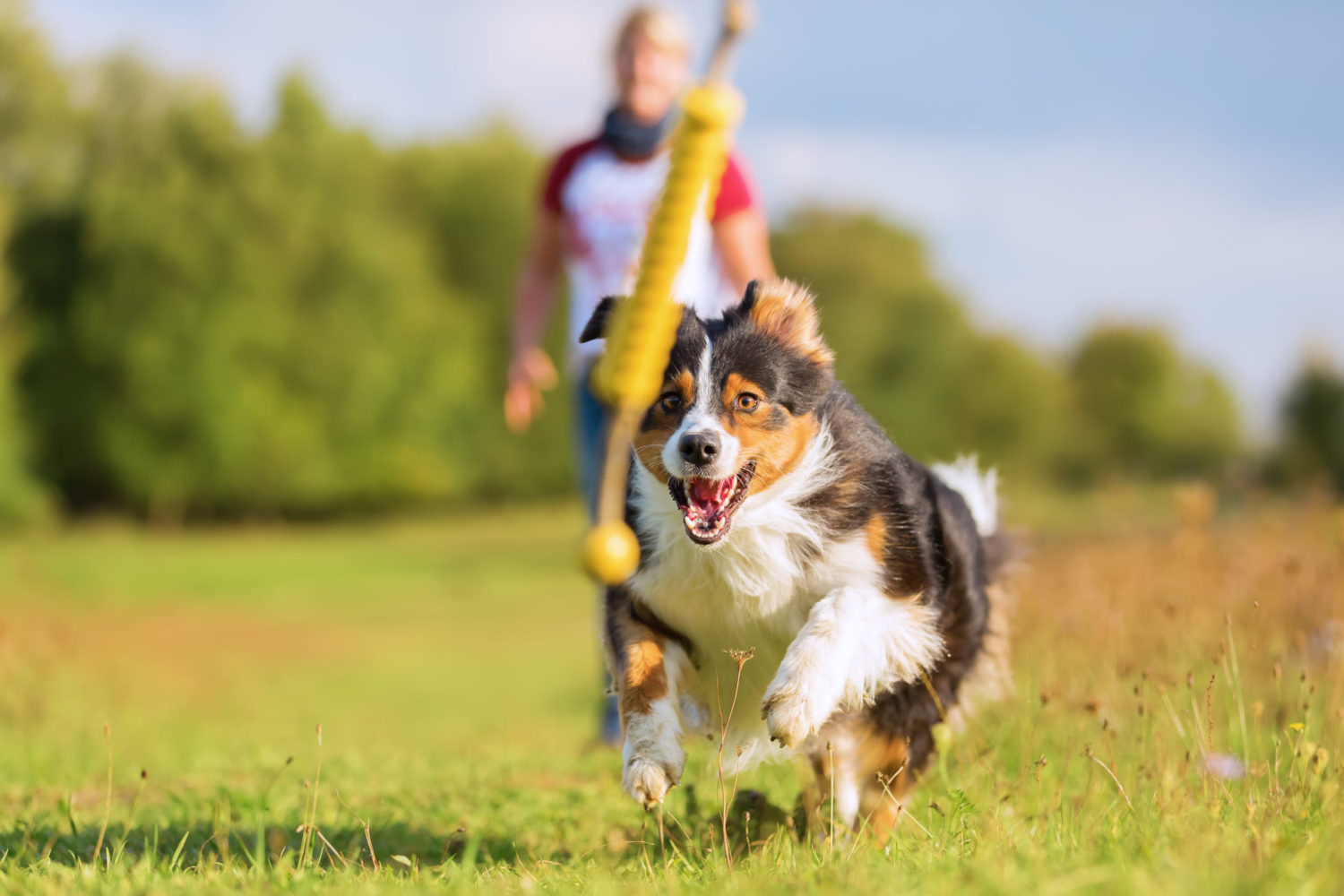 5 Tips For Picking the Paw-fect Dog Toy For Your Dog