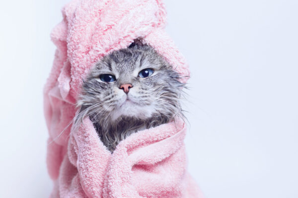 The 10 Steps For A Successful Kitten Bath Time