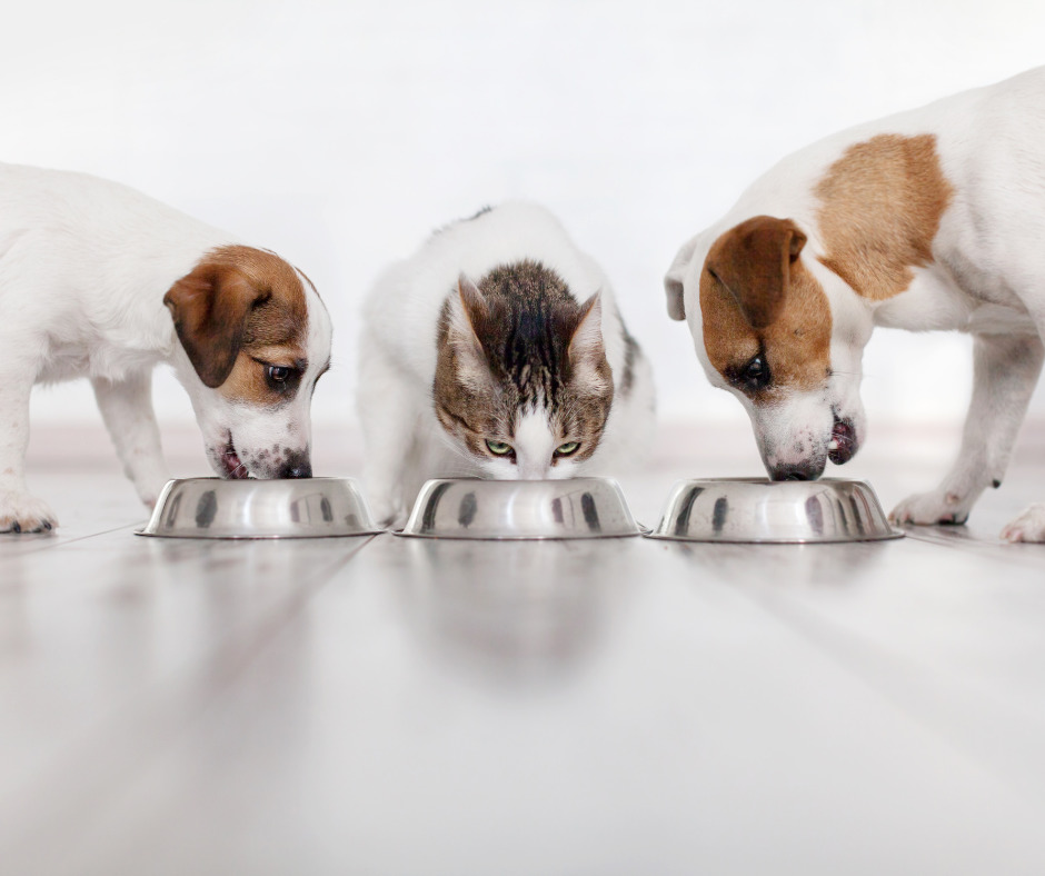 The Importance of a Varied Diet For Your Pet