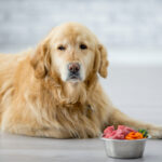 Nutrition For Older Pets: A Guide to Optimal Nutrition for Ageing Animals