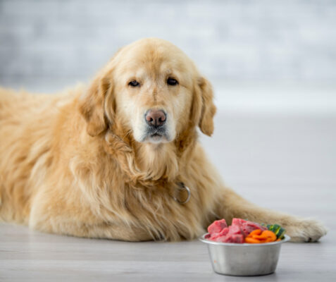 Nutrition For Older Pets: A Guide to Optimal Nutrition for Ageing Animals