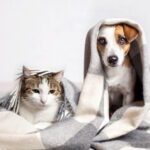 8 Ways to Support Your Pet's Immune Health During Winter