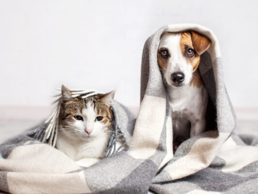 8 Ways to Support Your Pet's Immune Health During Winter