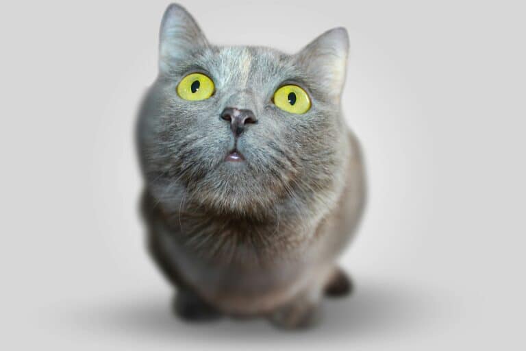 pet veterinary suppliments