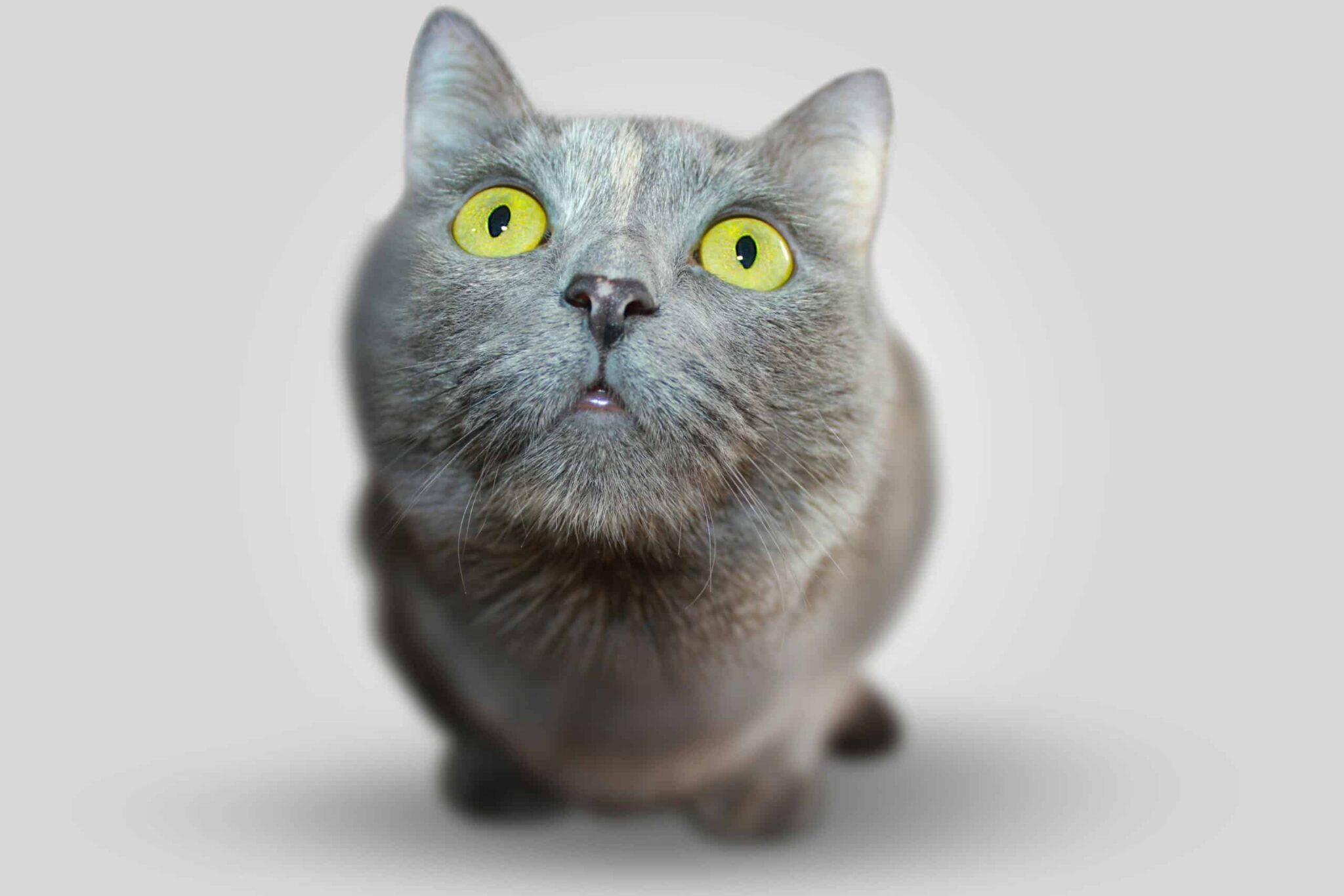pet veterinary suppliments