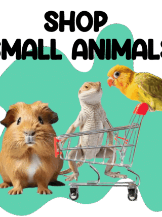 Small Animals