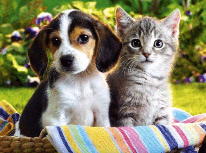 Vetnex Salmon Plaque Control Dental Powder for dogs and cats – natural seaweed oral care