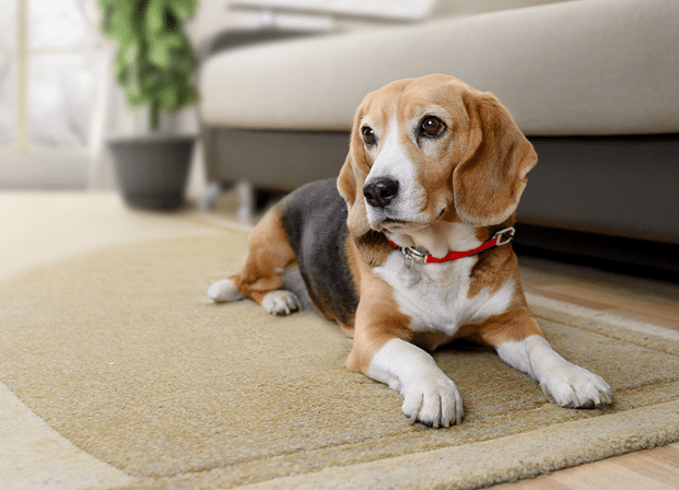 dogs vitamins and supplements