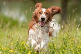 healthy dog running in a garden 