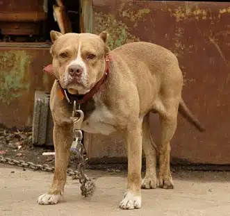 Nugard provides essential joint support and protection for large dogs during their daily activities.