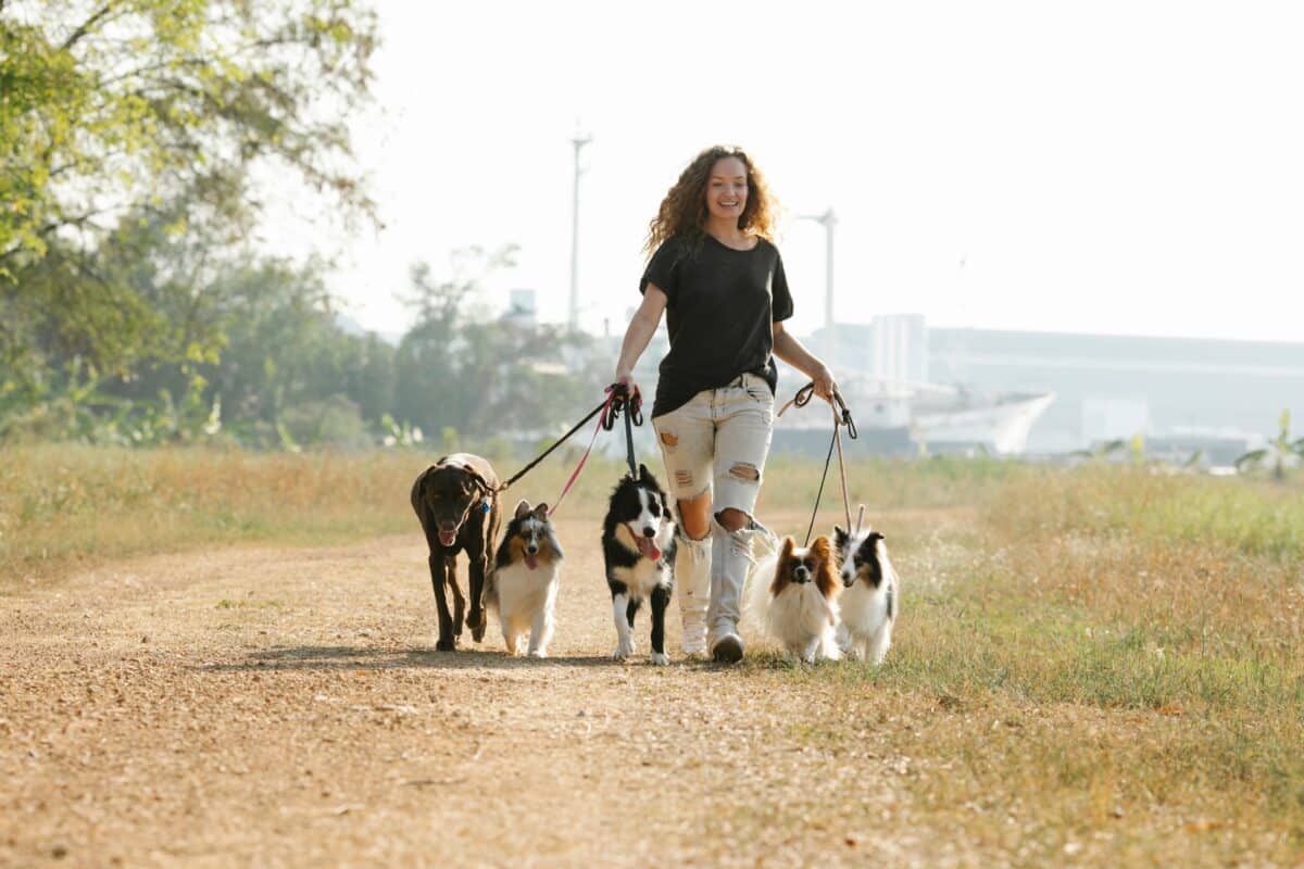exercise for pets