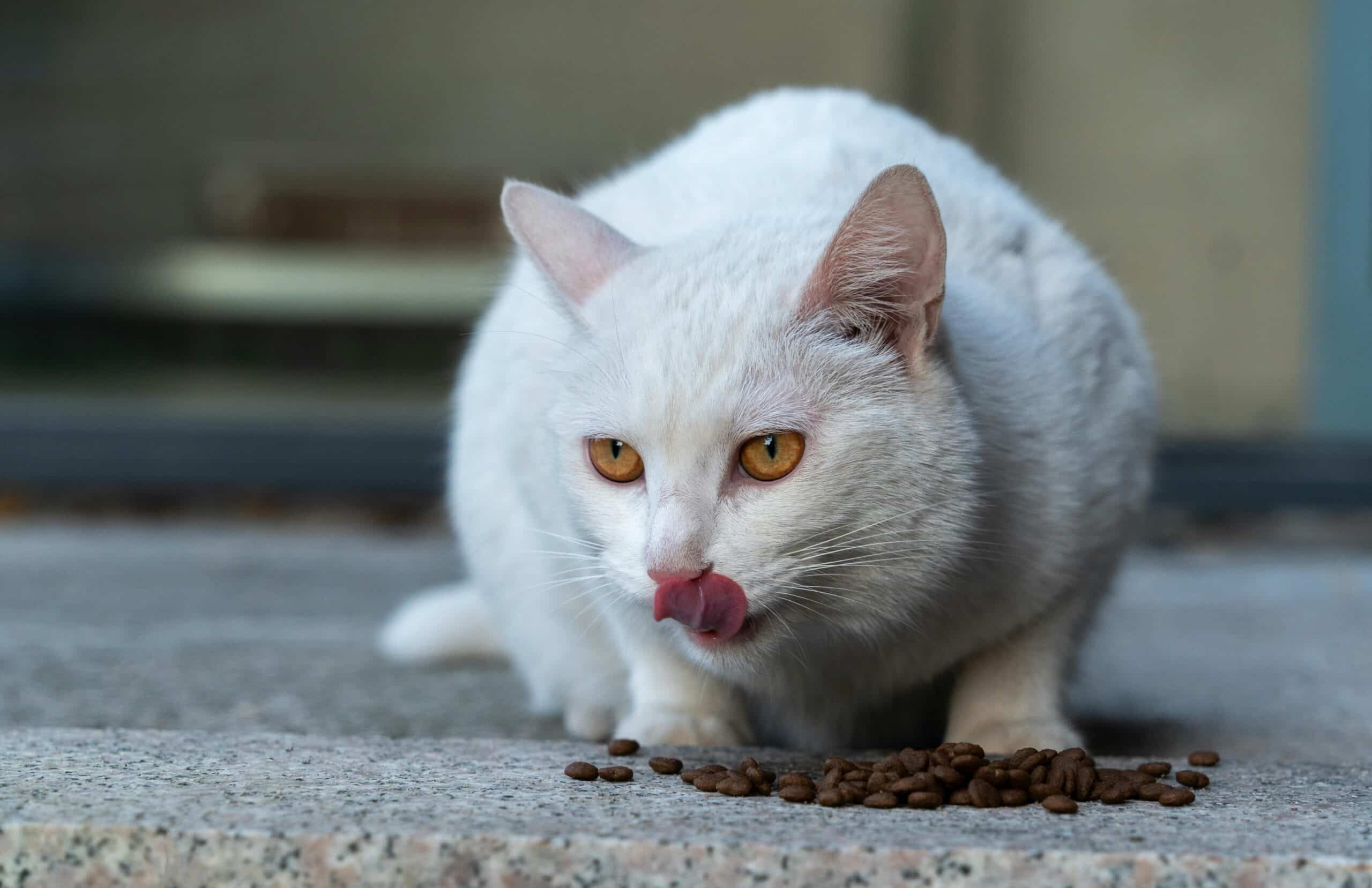 Best food for cats