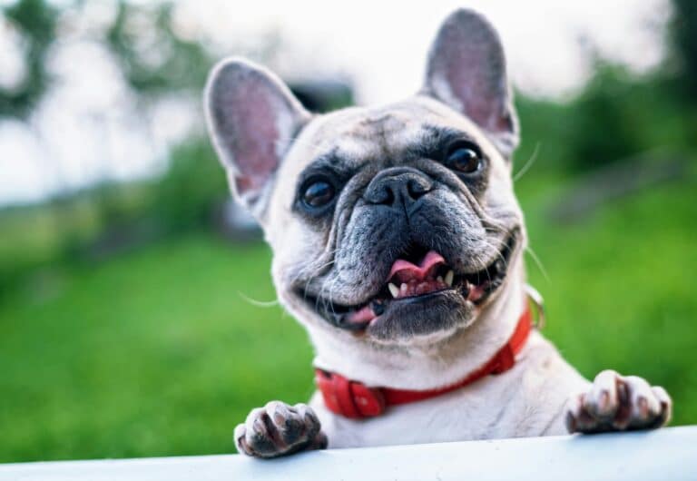 Best Dog Food for Weight Loss in Australia