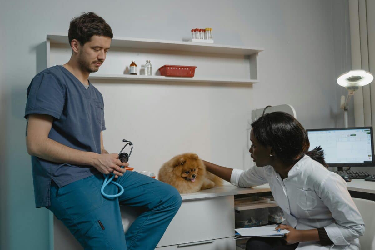 Dog Wound Care Products