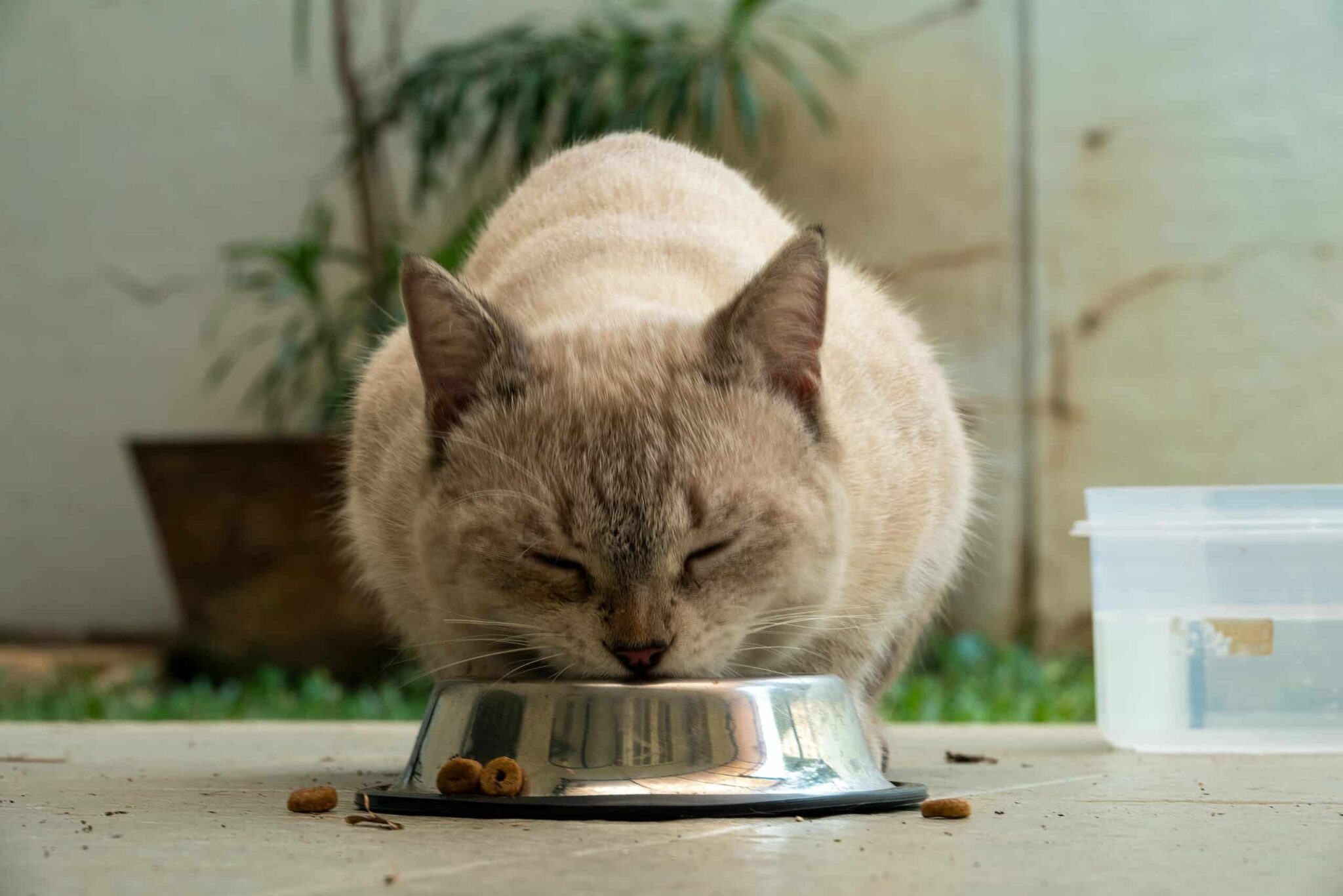 pet nutrition
