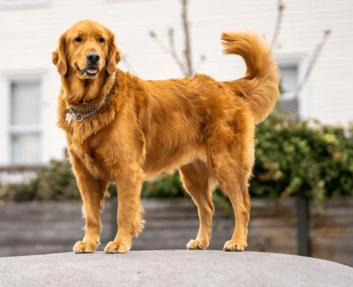 Happy dog chewing on ISLE & SKY Chicken Neck Bites – healthy superfood for dogs that promotes digestion and joint health